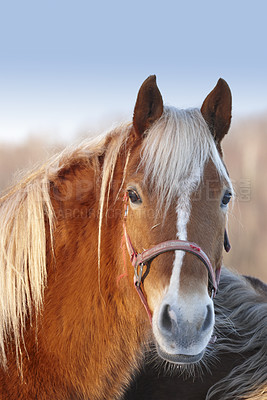 Buy stock photo Face of a horse with a harness looking curious in grazing pasture farm in countryside. Portrait head of domestic pet chestnut stallion or mare. Hairy brown and white animal bred for equestrian racing