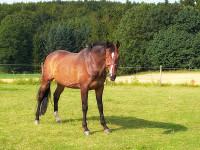 Buy stock photo Arabian horse standing on a pasture. A brown horse with a white blaze on his head standing on green grass in summer on a bright sunny day. Beautiful portrait of one standing horse.