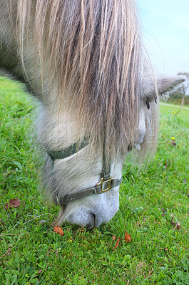 Buy stock photo Horse, outdoor and eating grass on field for agriculture, sustainability and livestock farming in countryside. Animal, stallion and grazing in meadow for nutrition and ecology in ranch environment