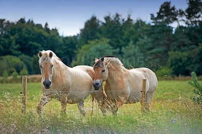 Buy stock photo Beautiful horse - in natural setting