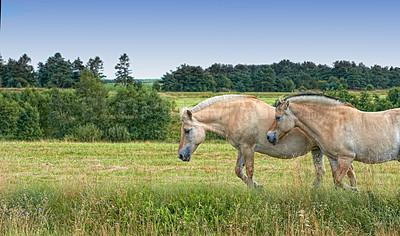 Buy stock photo Horse, group and countryside with farm field, agriculture and grass with equestrian, riding animal and nature. Green, stallion and mare with herd and landscape, sustainable and view in Ireland