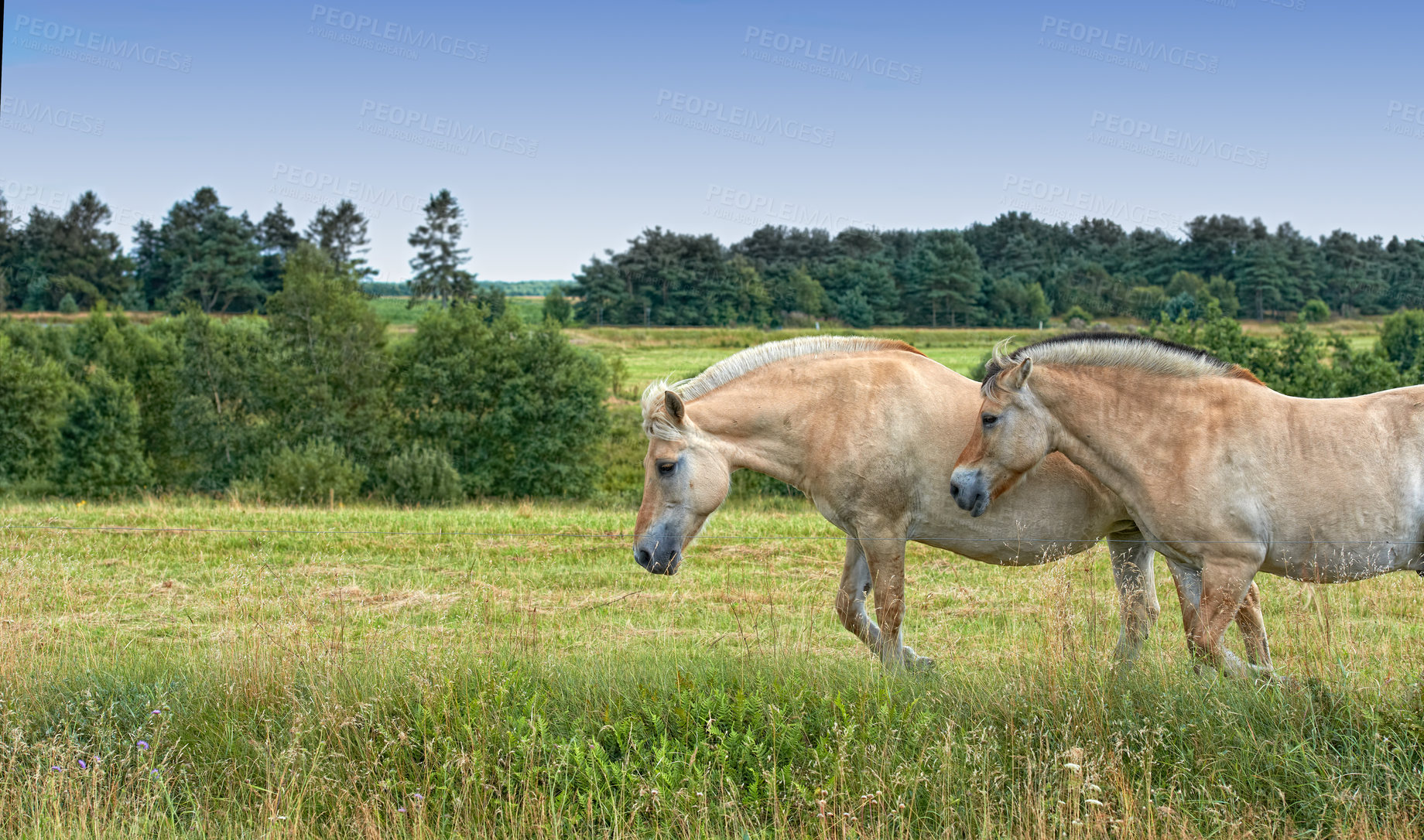 Buy stock photo Horse, group and countryside with farm field, agriculture and grass with equestrian, riding animal and nature. Green, stallion and mare with herd and landscape, sustainable and view in Ireland