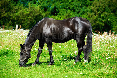 Buy stock photo Horse, animal and eating grass on field for agriculture, sustainability or livestock farming in countryside. Outdoor, shiny stallion or grazing in meadow for nutrition or ecology in ranch environment