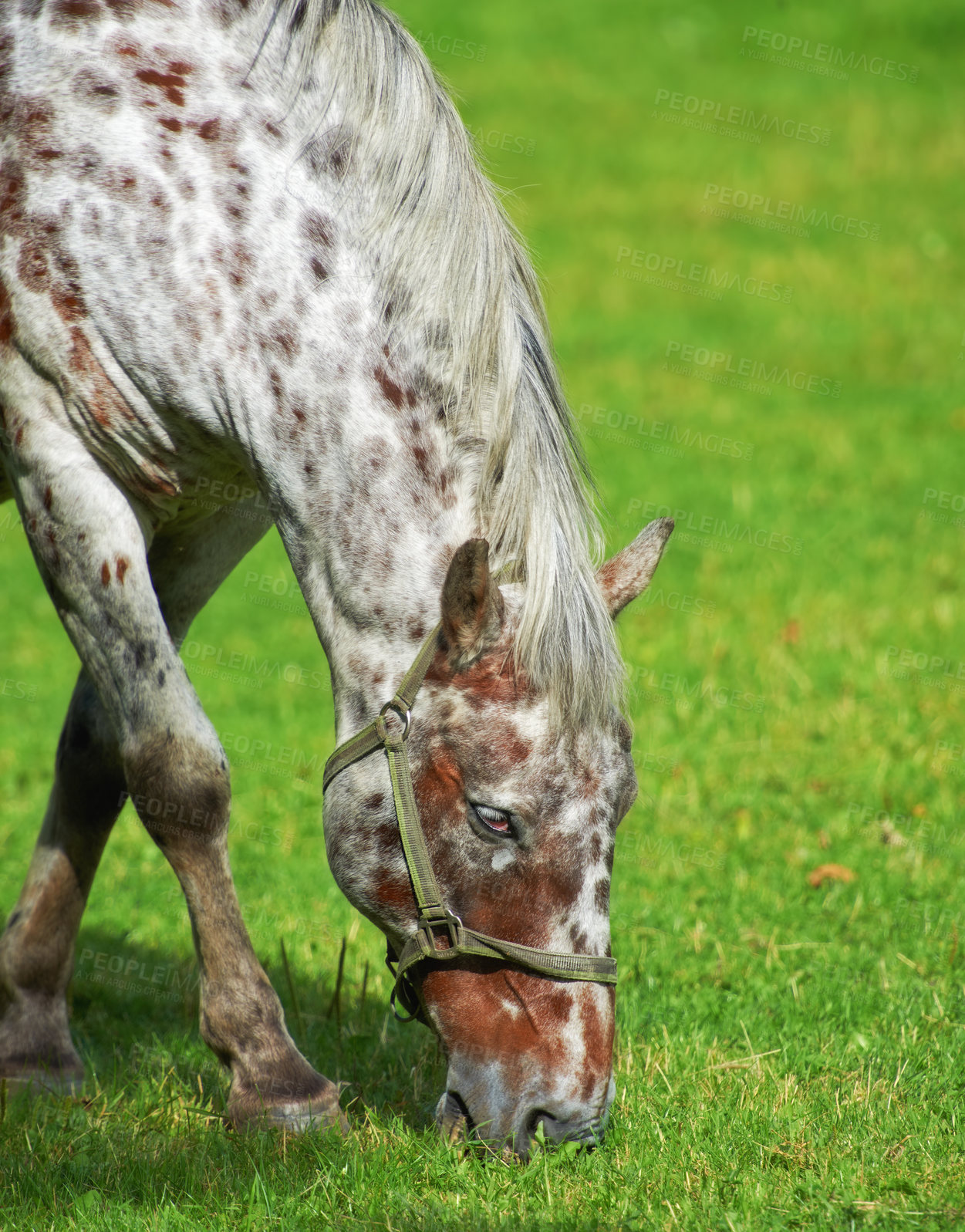 Buy stock photo Horse, nature and eating grass on field for agriculture, sustainability and livestock farming in countryside. Animal, stallion and grazing in meadow for nutrition and ecology in ranch environment