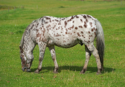 Buy stock photo Horse, countryside and eating grass on field for agriculture, sustainability or livestock farming outdoor. Animal, stallion and grazing in meadow for nutrition, hungry or ecology in ranch environment