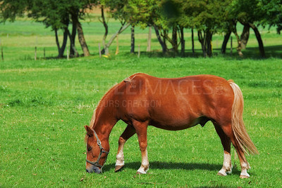 Buy stock photo Beautiful brown horse grazing grassland pasturage on a farm during a summer day. Mammal feeding on lush green grass with trees or nature in the background. Animal standing in a green meadow or field