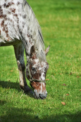 Buy stock photo Horse, nature and eating grass in countryside for agriculture, sustainability and livestock farming on field. Animal, stallion and grazing in meadow for nutrition and ecology in ranch environment