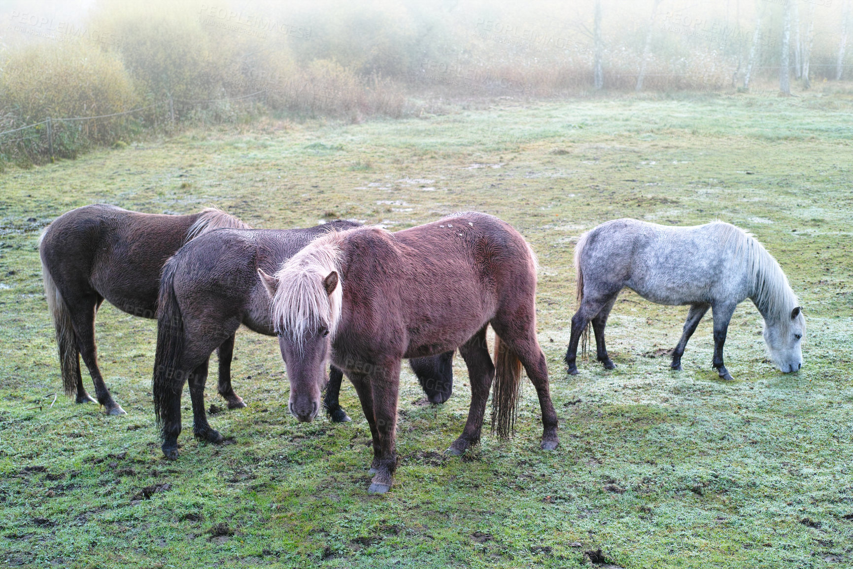 Buy stock photo Beautiful horse - in natural setting