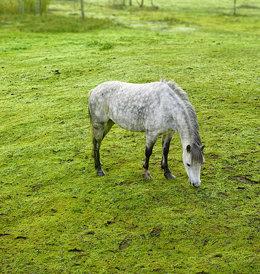 Buy stock photo Horse, animal and eating grass in nature for agriculture, sustainability and livestock farming in countryside. Field, stallion and grazing in meadow for nutrition and ecology in ranch environment