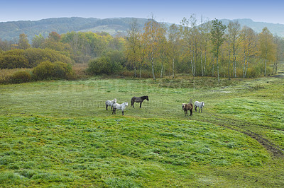 Buy stock photo Horse, group and countryside with field, agriculture and grass with equestrian, riding animal and nature. Green, stallion and above with herd and landscape, sustainable and pony in Ireland with hay