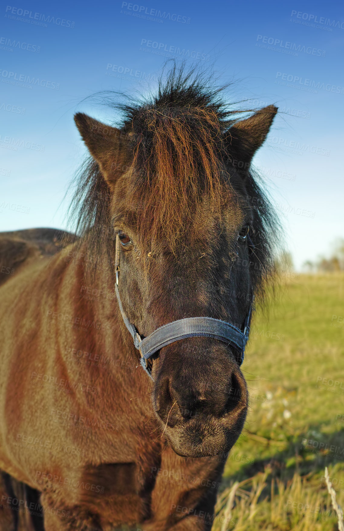 Buy stock photo Farm, nature and portrait of horse in field for grazing, eating grass and healthy environment. Agriculture, countryside background and closeup of animal outdoors for sustainability, growth and ranch