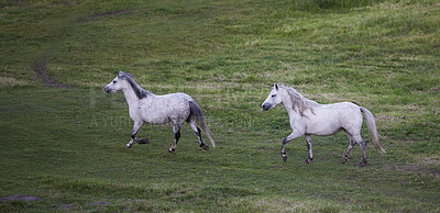 Buy stock photo Horse run, group and countryside with farm, agriculture and grass with equestrian, riding animal and nature. Green, stallion and mare with herd and landscape, sustainable and pony in Ireland with hay