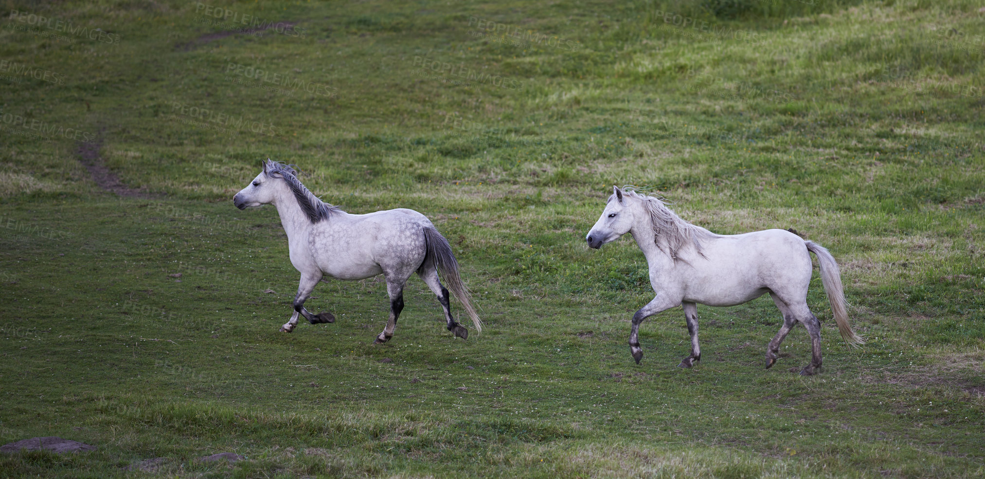 Buy stock photo Horse run, group and countryside with farm, agriculture and grass with equestrian, riding animal and nature. Green, stallion and mare with herd and landscape, sustainable and pony in Ireland with hay