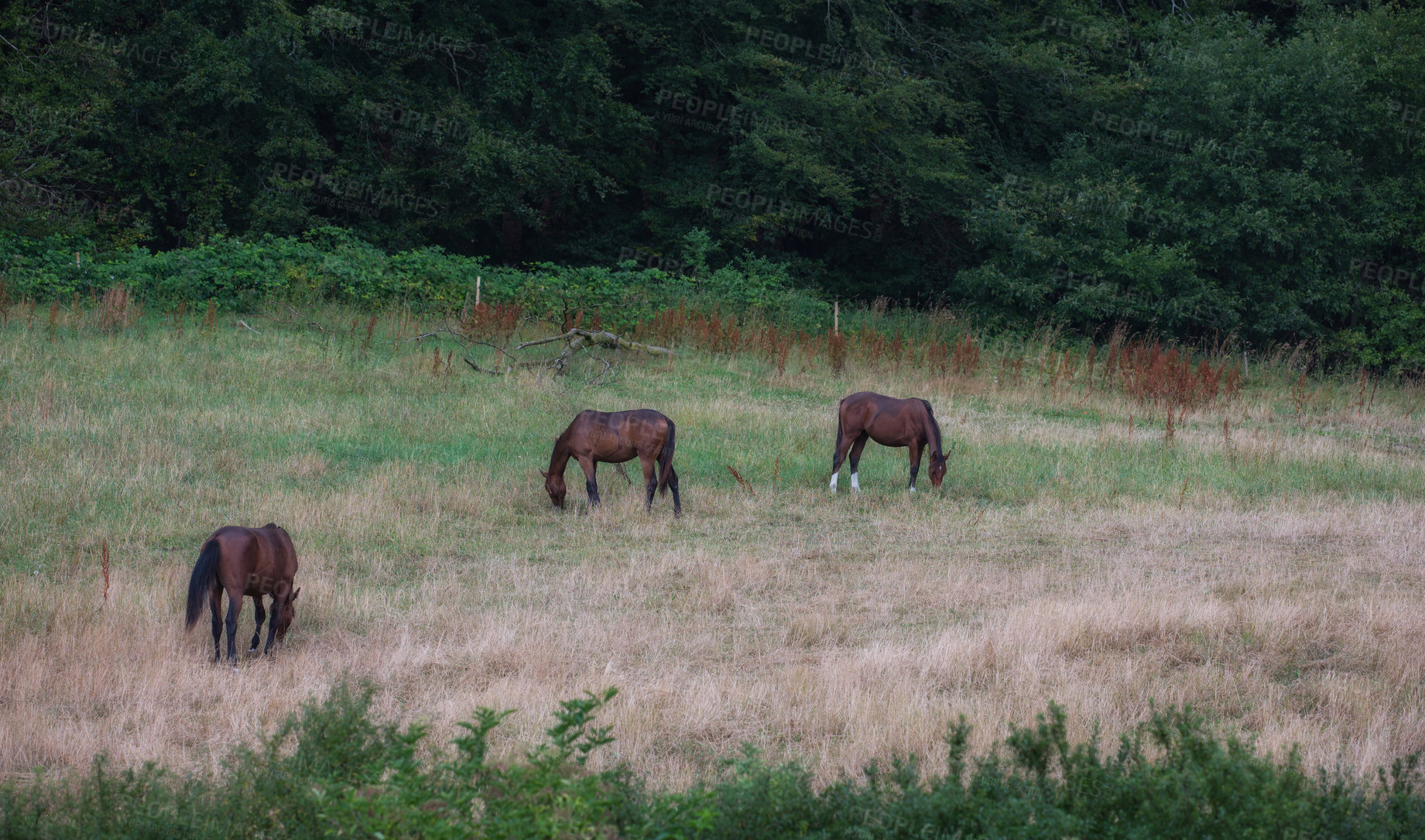 Buy stock photo Horses, herd and eating grass on field for agriculture, sustainability and livestock farming in countryside. Feral animal, stallion or grazing in meadow for nutrition and ecology in ranch environment