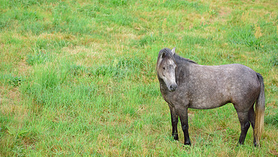 Buy stock photo Countryside, horse and meadow with field, spring and mockup space with animal. Outdoor, nature and mare with grass, calm and green with eco friendly, ground and serene landscape on sustainable farm