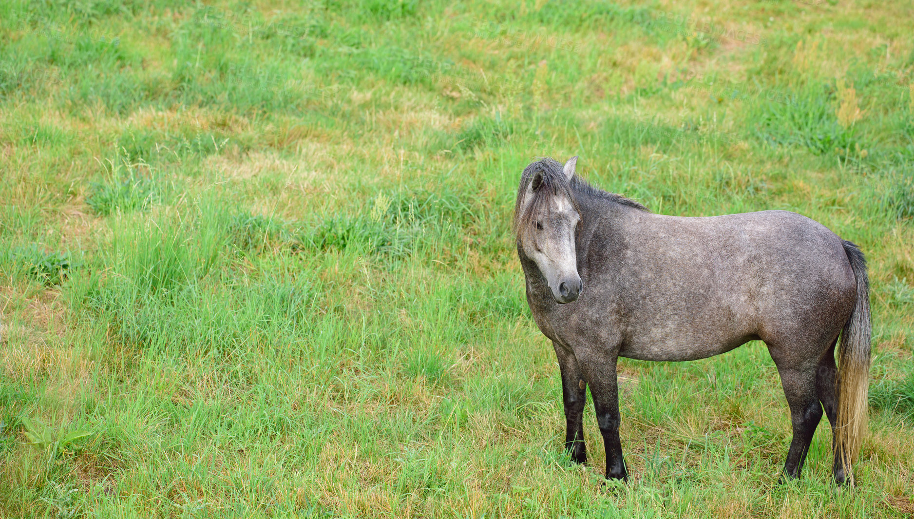 Buy stock photo Countryside, horse and meadow with field, spring and mockup space with animal. Outdoor, nature and mare with grass, calm and green with eco friendly, ground and serene landscape on sustainable farm