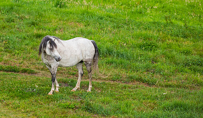 Buy stock photo Countryside, nature and horse in field on farm for grazing, eating grass and healthy environment. Agriculture, background and mare in meadow for sustainability, growth and animal wellness on ranch