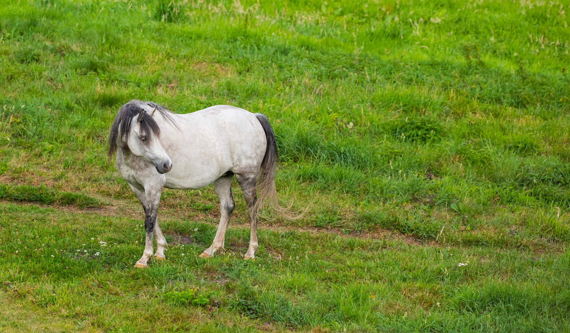 Buy stock photo Countryside, nature and horse in field on farm for grazing, eating grass and healthy environment. Agriculture, background and mare in meadow for sustainability, growth and animal wellness on ranch