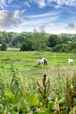 Buy stock photo Countryside, nature and horses in field for eating, grazing grass and healthy environment on farm. Agriculture, background and mare in meadow for sustainability, growth and animal wellness on ranch