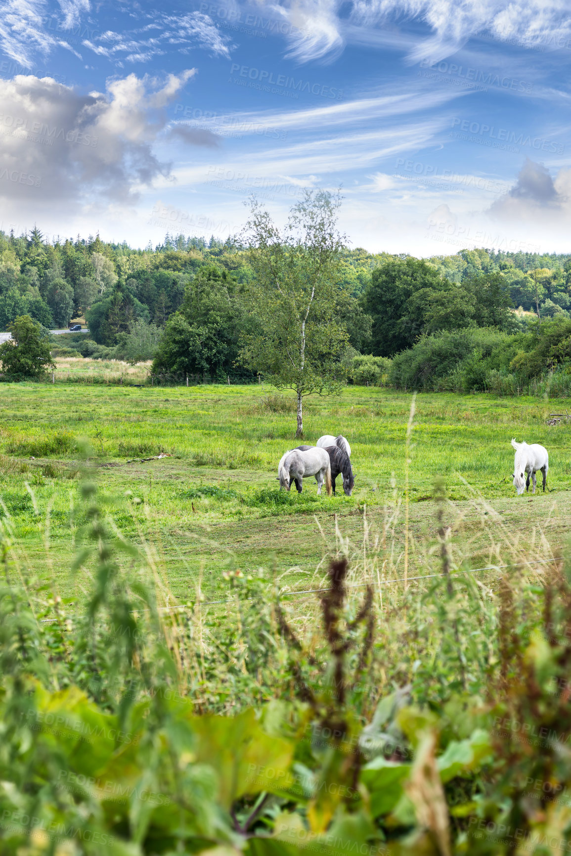 Buy stock photo Countryside, nature and horses in field for eating, grazing grass and healthy environment on farm. Agriculture, background and mare in meadow for sustainability, growth and animal wellness on ranch