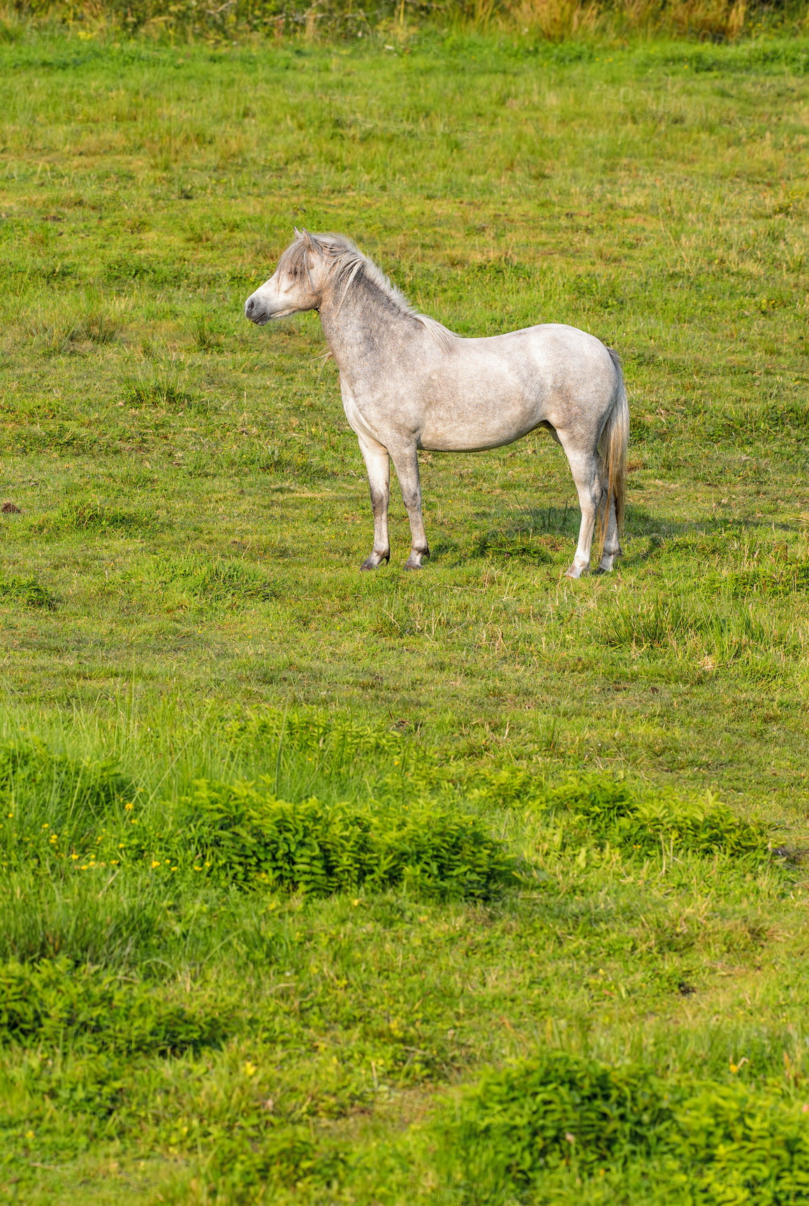 Buy stock photo Countryside, nature and horse in grass on farm for grazing, eating and healthy environment. Agriculture, field background and mare in meadow for sustainability, growth and animal wellness on ranch