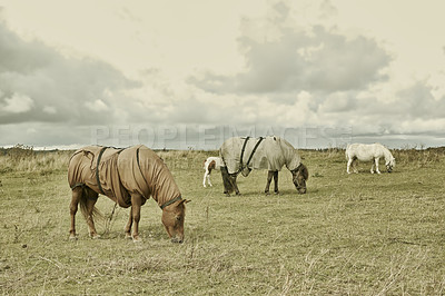 Buy stock photo Horse, group and countryside with ground, agriculture and grass with equestrian, riding animal and nature. Green, stallion and mare with herd and landscape, sustainable and pony in Ireland with hay