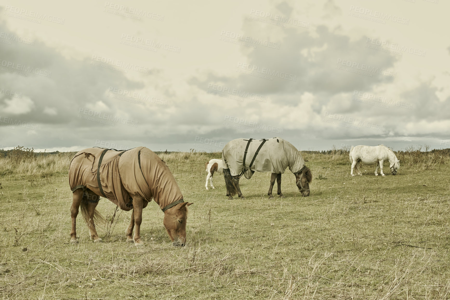 Buy stock photo Horse, group and countryside with ground, agriculture and grass with equestrian, riding animal and nature. Green, stallion and mare with herd and landscape, sustainable and pony in Ireland with hay