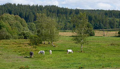 Buy stock photo Countryside, horses and meadow with field, spring and mockup space with animal. Outdoor, nature and mare with grass, calm and green with eco friendly and landscape on sustainable farm in Ireland