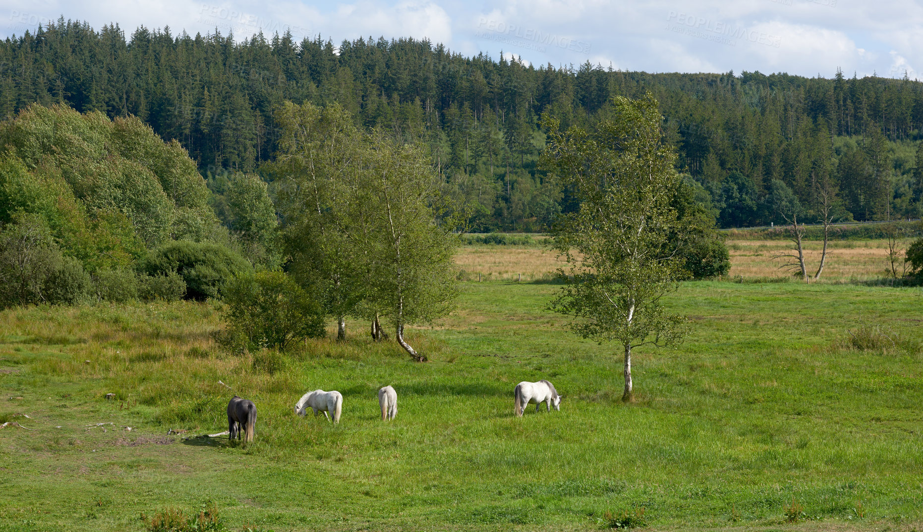 Buy stock photo Countryside, horses and meadow with field, spring and mockup space with animal. Outdoor, nature and mare with grass, calm and green with eco friendly and landscape on sustainable farm in Ireland