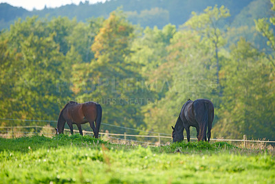 Buy stock photo Beautiful horse - in natural setting