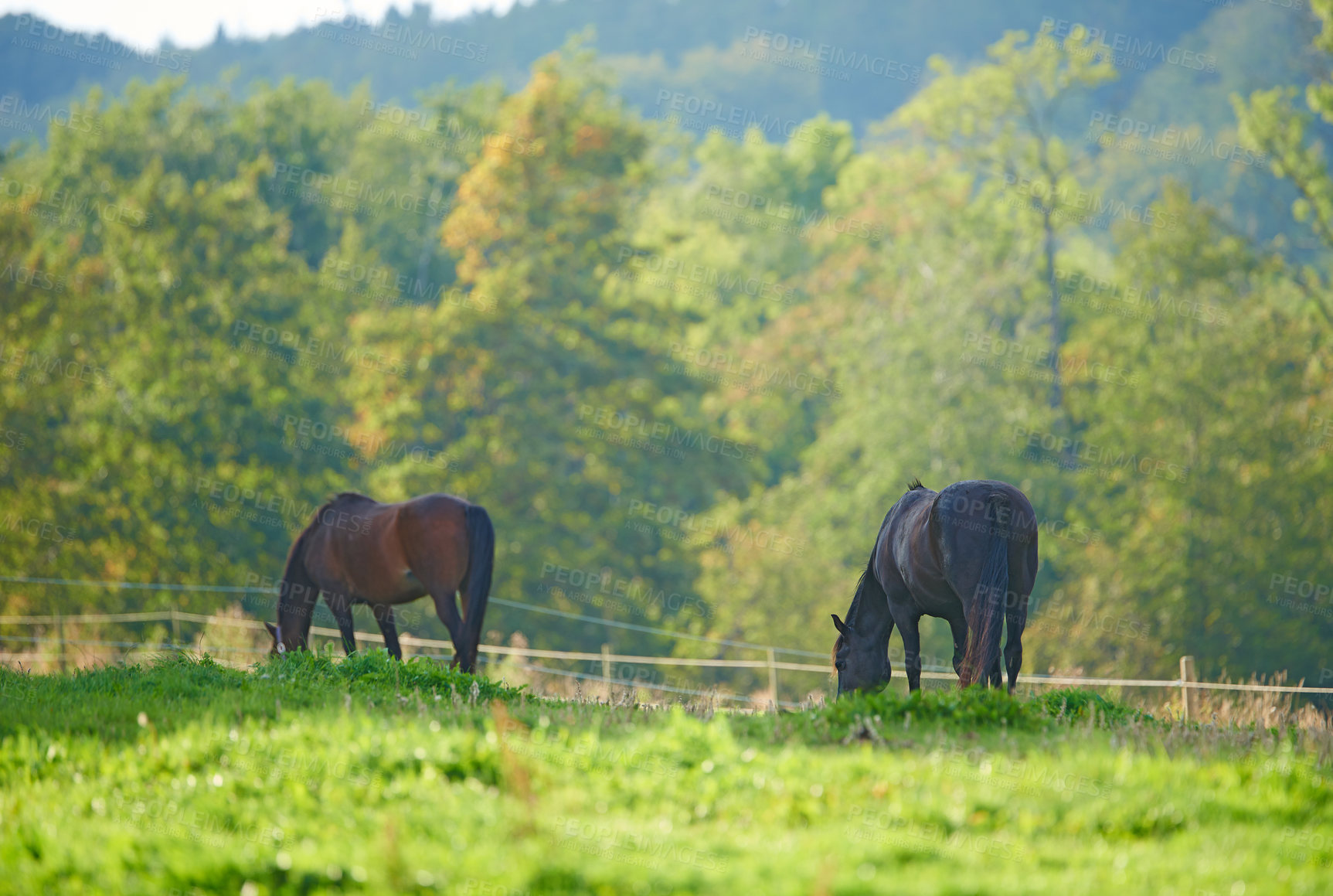 Buy stock photo Beautiful horse - in natural setting