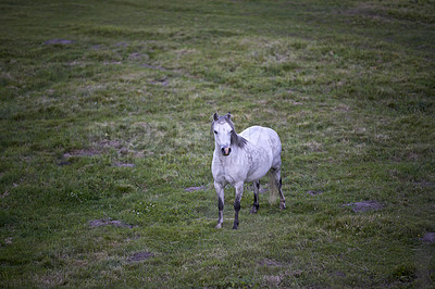 Buy stock photo Countryside, nature and horse in grass field on farm for grazing, eating and healthy environment. Agriculture, background and mare in meadow for sustainability, growth and animal wellness on ranch