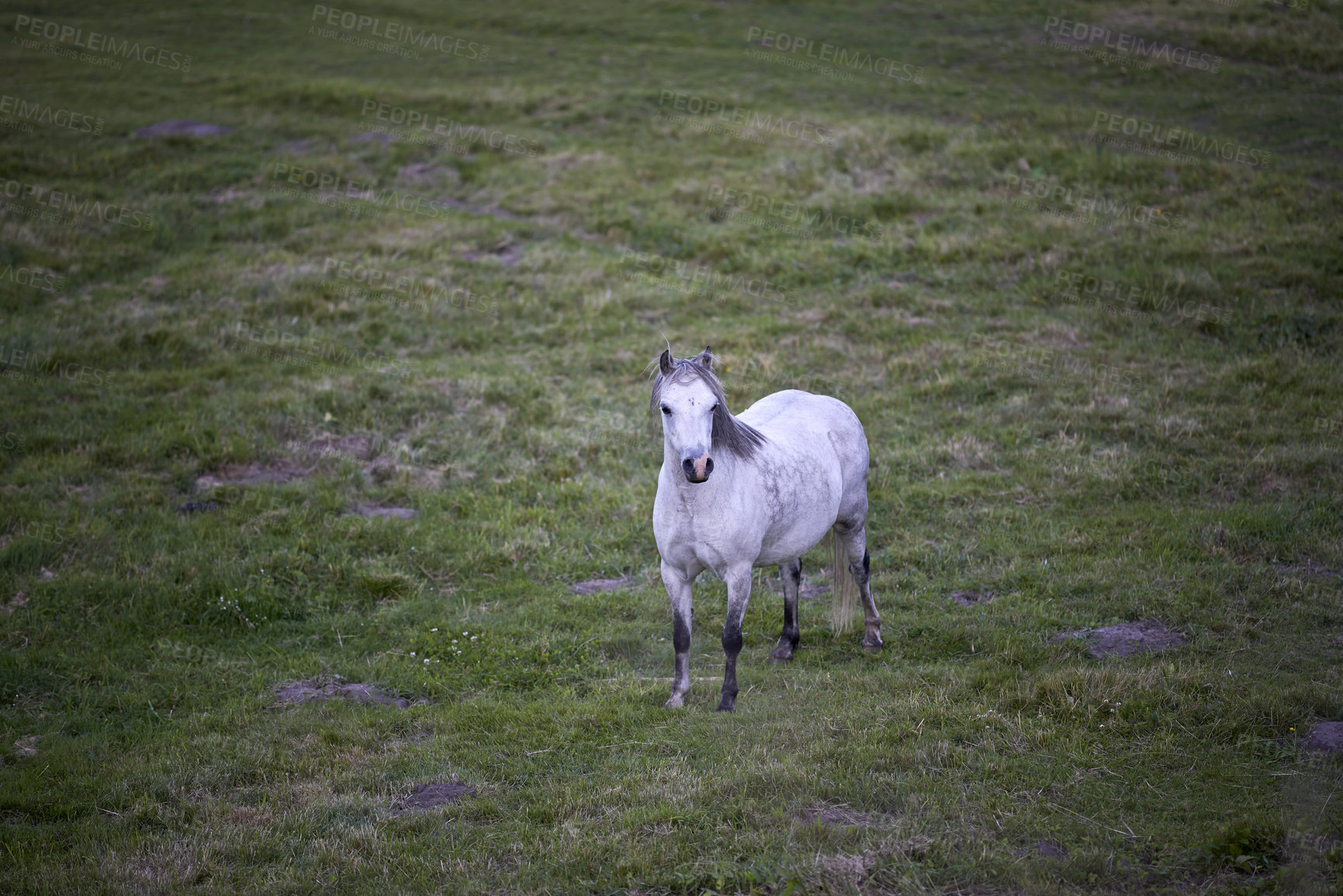 Buy stock photo Countryside, nature and horse in grass field on farm for grazing, eating and healthy environment. Agriculture, background and mare in meadow for sustainability, growth and animal wellness on ranch