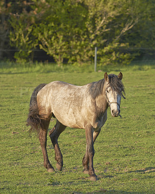 Buy stock photo Horse, walking or land on farm for growth, peace or sustainability in field. Stallion, animal or grass on Texas ranch for agriculture, equestrian or pet in healthy environment with care for wallpaper