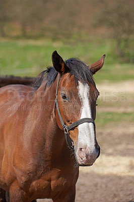 Buy stock photo A closeup of a horse standing in a field on a bright sunny day. Beautiful brown horse with long mane portrait in motion. A young red filly with a white stripe on the face muzzle stands. 