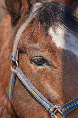 Buy stock photo Closeup portrait of a brown horse with harness. Face of a race horse with white forehead marking and blue muzzle. Show pony or pet animal with soft clean mane and coat. Eye of a young foal in a show