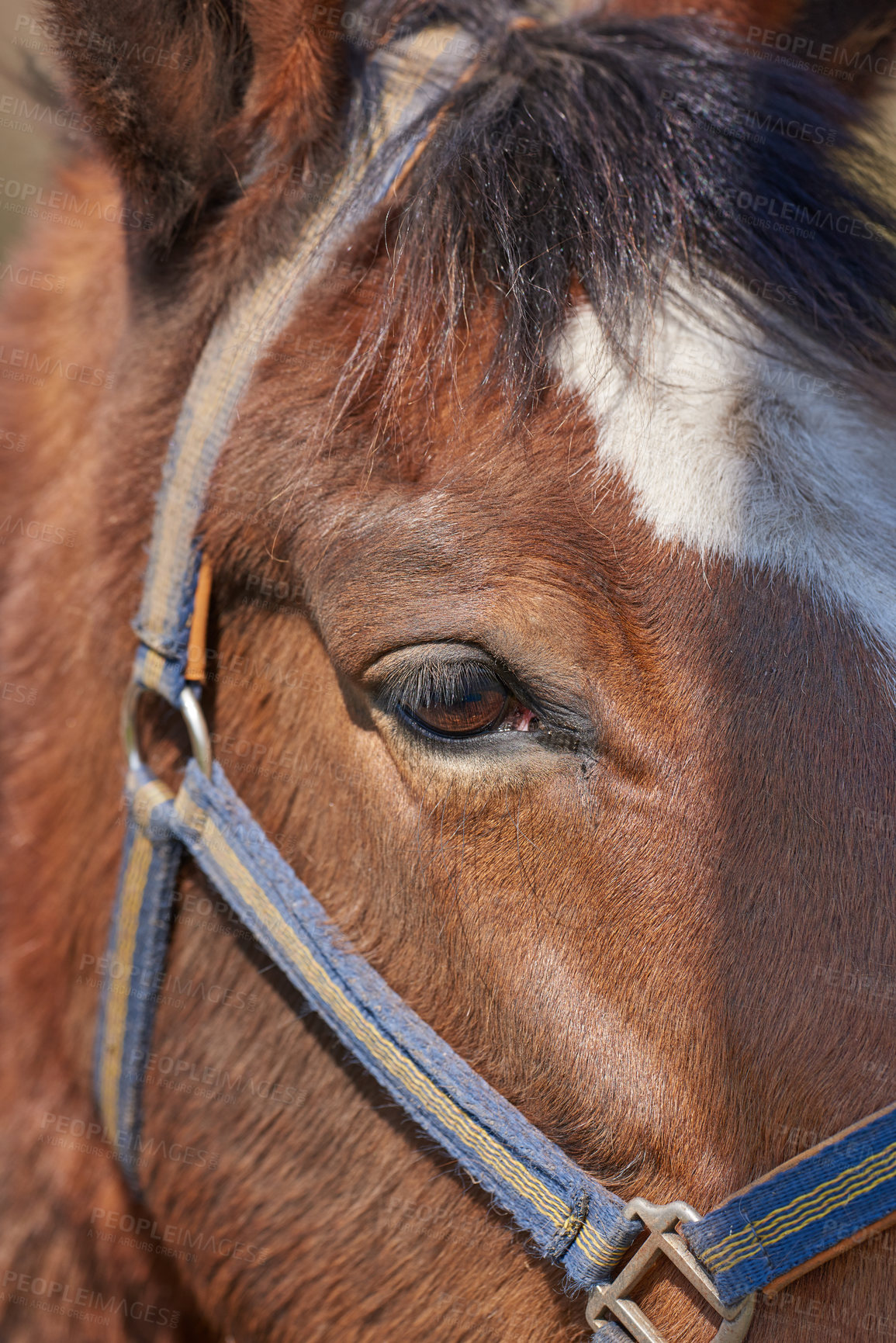 Buy stock photo Closeup portrait of a brown horse with harness. Face of a race horse with white forehead marking and blue muzzle. Show pony or pet animal with soft clean mane and coat. Eye of a young foal in a show