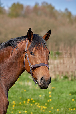 Buy stock photo Brown race horse on a field in the countryside with copy space. One tame chestnut stallion with black mane roaming on a green pasture and meadow on a sunny day. Livestock equine animals on a farm