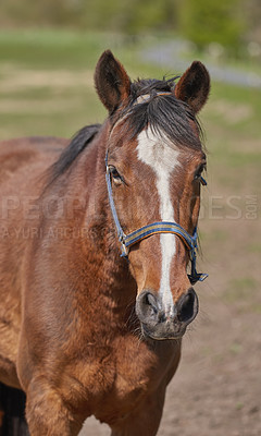 Buy stock photo A telephoto of a beautiful horse. Close-up of the muzzle of a brown horse with a white spot in the Park in the background. Portrait of an anxious brown horse wearing lead looking at the camera.