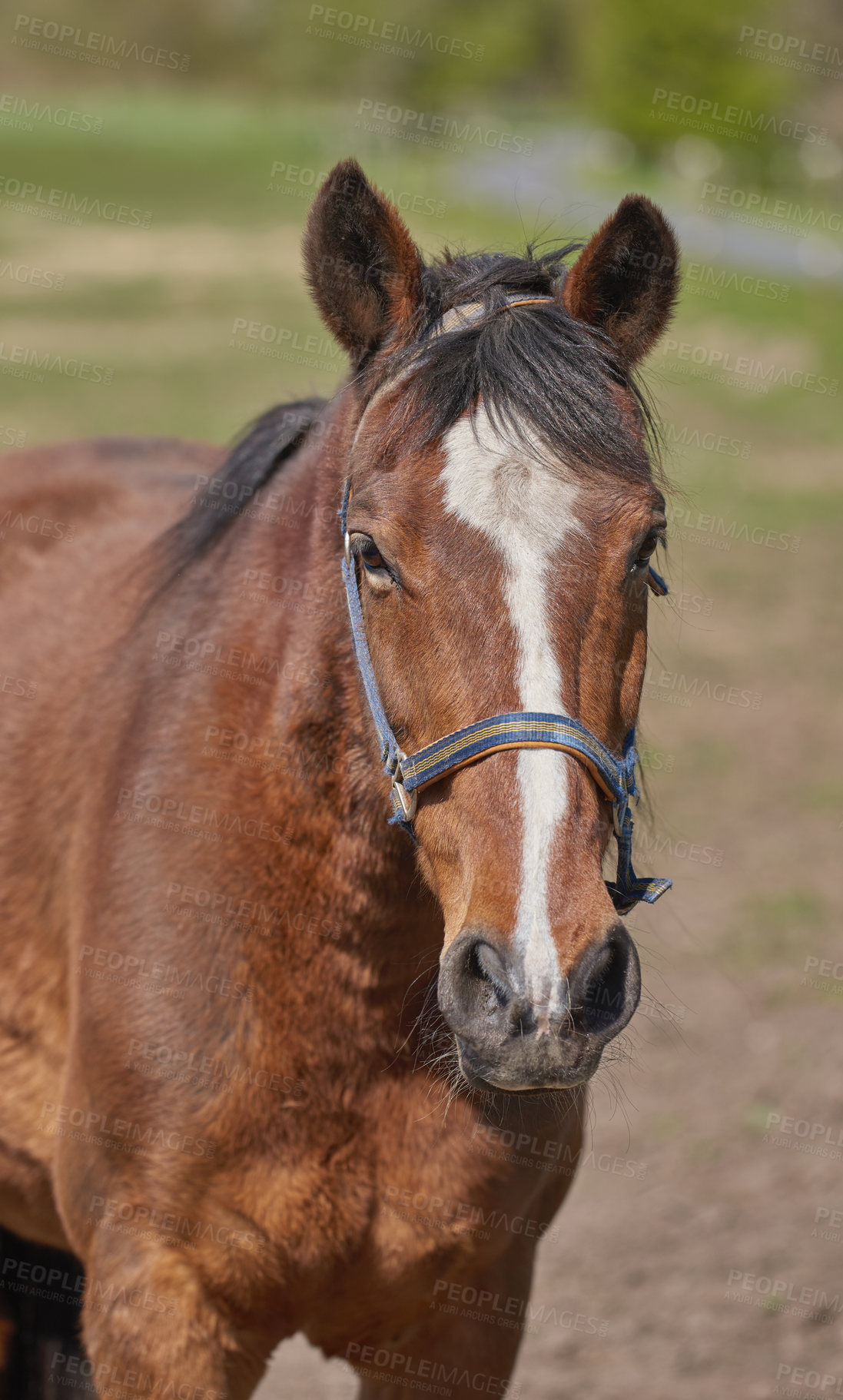 Buy stock photo A telephoto of a beautiful horse. Close-up of the muzzle of a brown horse with a white spot in the Park in the background. Portrait of an anxious brown horse wearing lead looking at the camera.