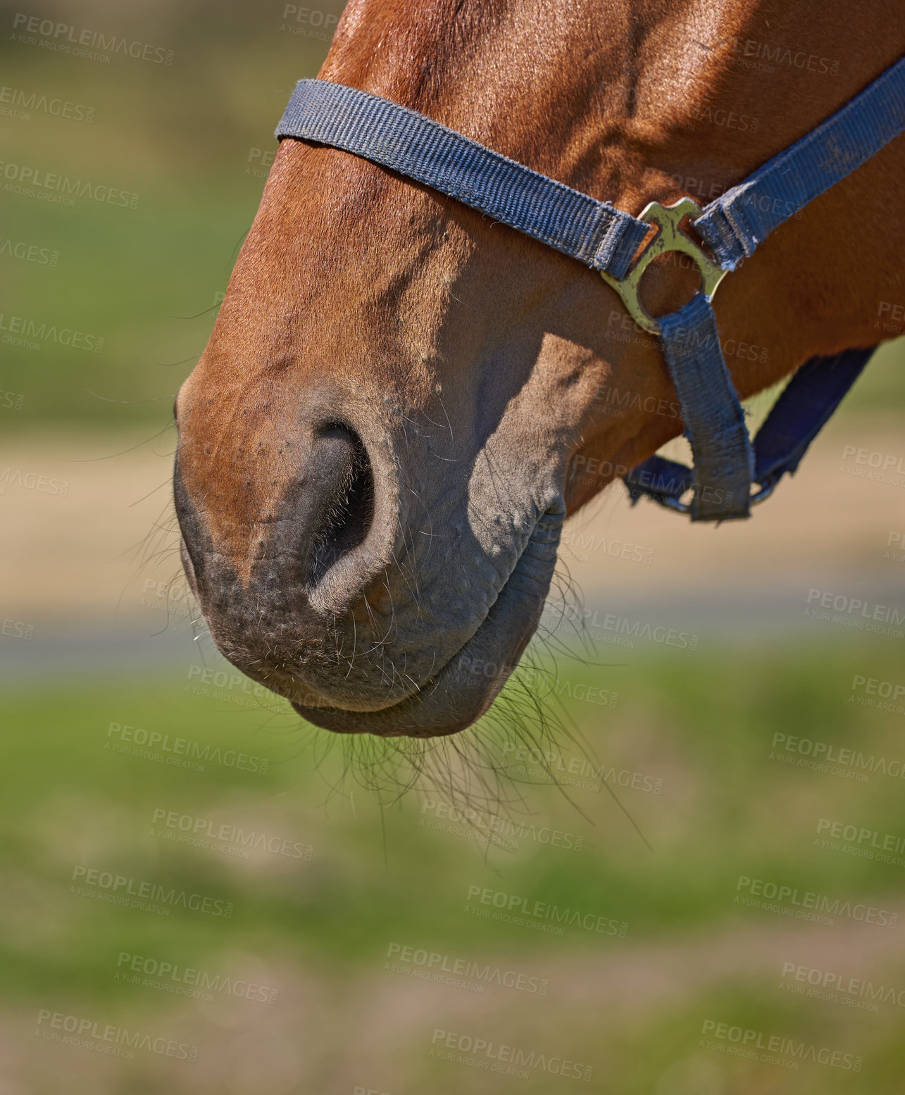 Buy stock photo Closeup of a pet horse snout, head harness in remote grazing farm pasture. Texture, hair and nose detail of a domesticated brown stallion or mare in the countryside with copyspace. Equestrian riding