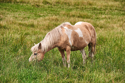 Buy stock photo Horse, meadow and eating grass on field for agriculture, sustainability and livestock farming in countryside. Animal, stallion or grazing outdoor for nutrition, hungry or ecology in ranch environment