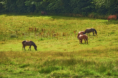 Buy stock photo Herd of brown horses eating grass while roaming on a field in the countryside with copyspace. Stallion animals grazing on green meadow in the sun. Breeding livestock equine animals on a ranch or farm