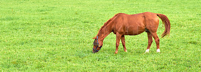 Buy stock photo Brown baby horse eating grass from a lush green meadow with copyspace on a sunny day. Hungry purebred chestnut foal or pony grazing freely alone outdoors. Breeding livestock on a rural farm or ranch