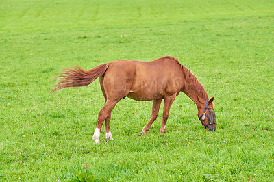 Buy stock photo One brown horse grazing on an open green field on a meadow with copyspace. Chestnut pony or young foal eating grass on a ranch in the countryside. Tame equestrian farm animal freely roaming a pasture