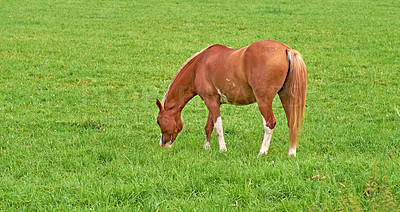 Buy stock photo Brown horse grazing in a meadow near the countryside with copyspace. One pony eating grass on an open field with fresh green pasture. Chestnut livestock in the outdoors on a ranch or animal farm