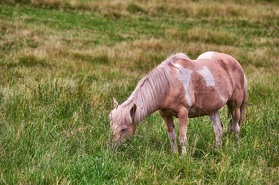 Buy stock photo Horse, outdoor and eating grass in meadow for agriculture, sustainability or livestock farming in countryside. Animal, stallion or graze in field for nutrition, hungry or ecology in ranch environment