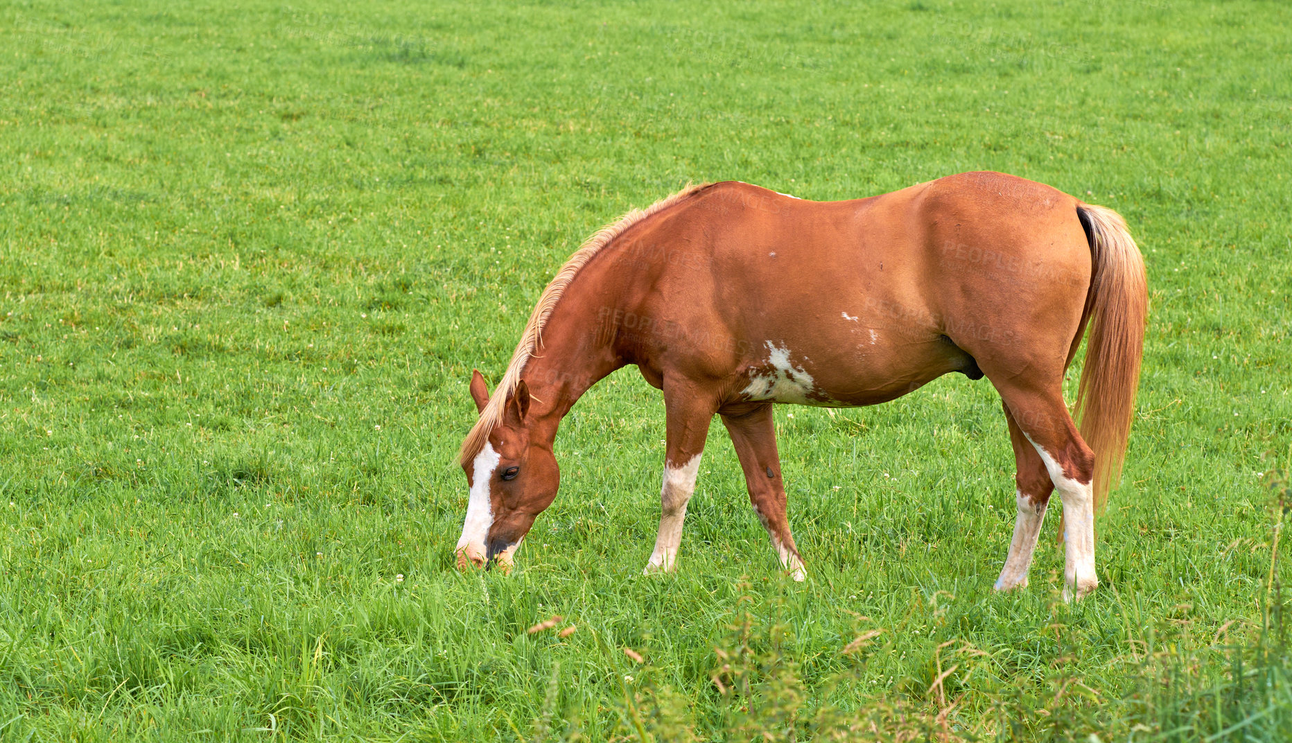 Buy stock photo Brown horse eating grass on a field in the countryside with copyspace. One stallion or pony grazing in lush green pasture and meadow on a sunny day. Breeding livestock equine animals on ranch or farm