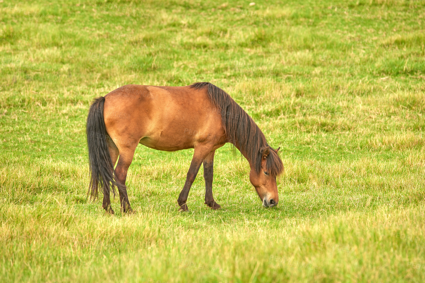 Buy stock photo Brown horse eating grass in a meadow near the countryside. One stallion or pony grazing on an open field with spring green pasture. Chestnut livestock enjoying the outdoors on a ranch or animal farm