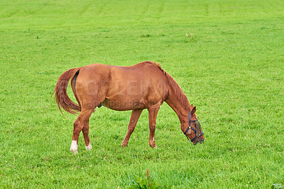 Buy stock photo Small brown horse eating green grass alone from a field outdoors with copyspace on sunny day. Cute chestnut pony roaming freely on a pasture in the rural countryside. Foal being raised as a racehorse